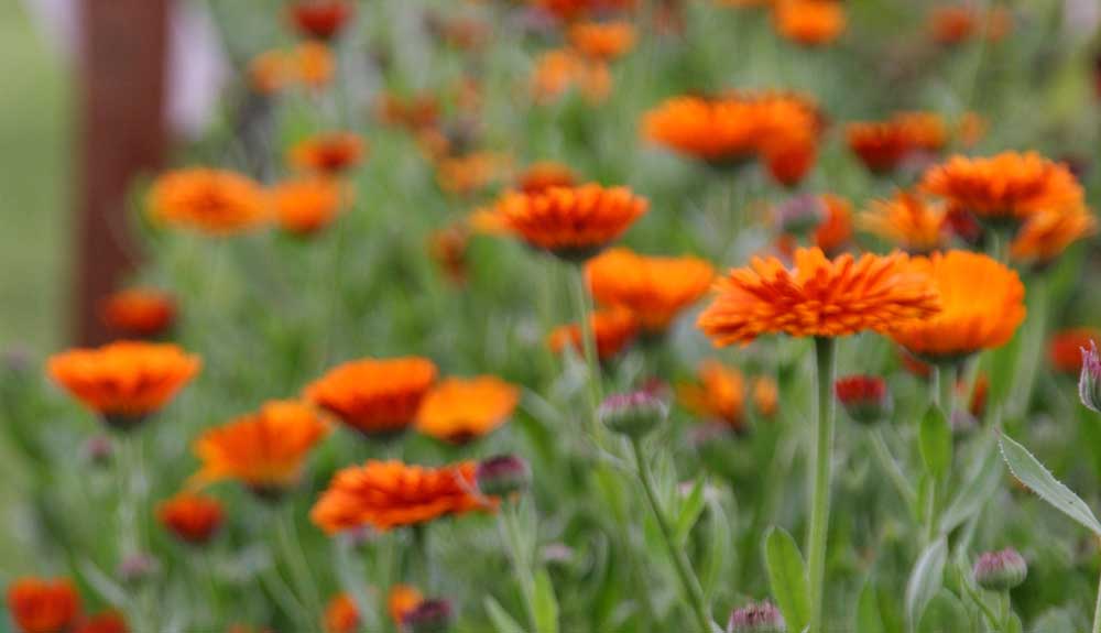 Container plants for bees and butterfiles VantagePoint Magazine
